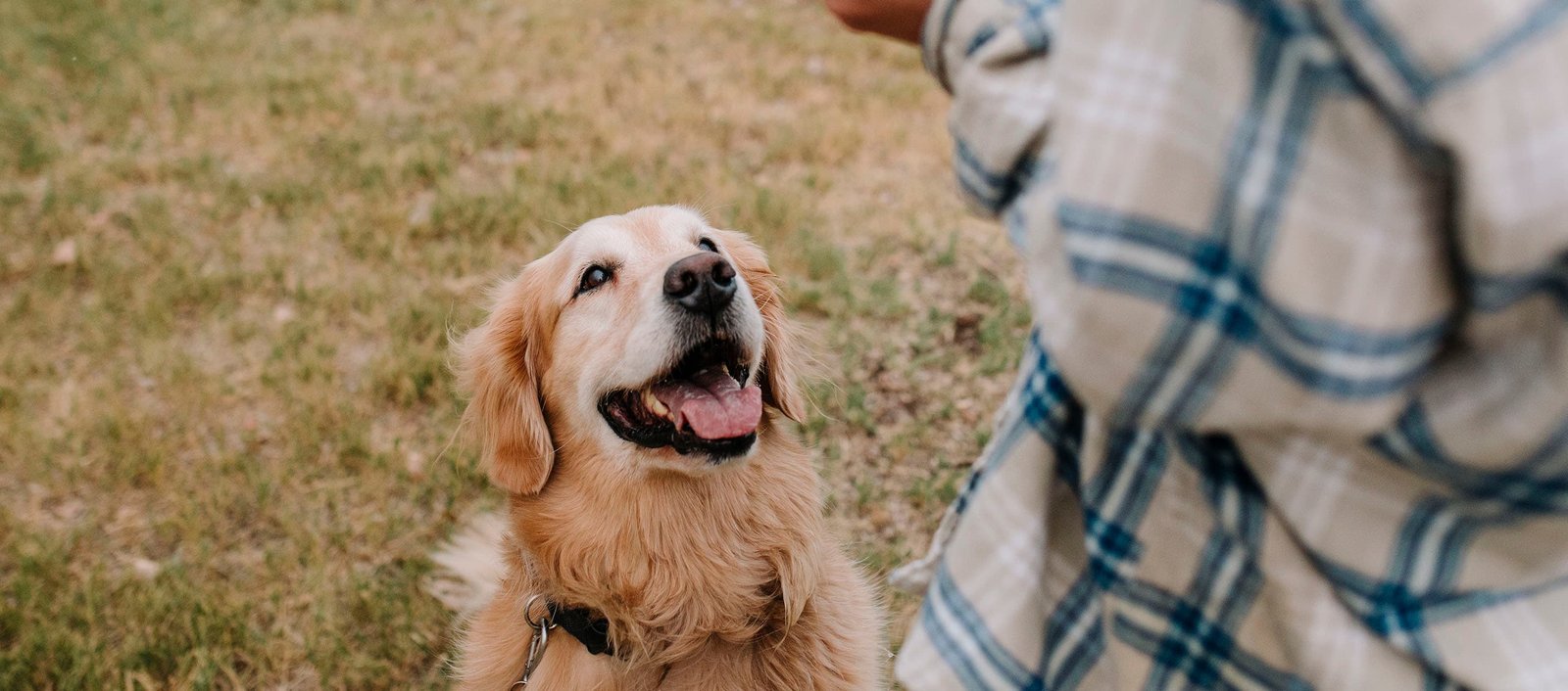 5 Helpful Tips to Train a Pet to Live With a Senior